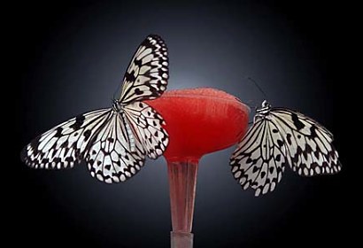 Fototapeta Motýle na kvete 4206